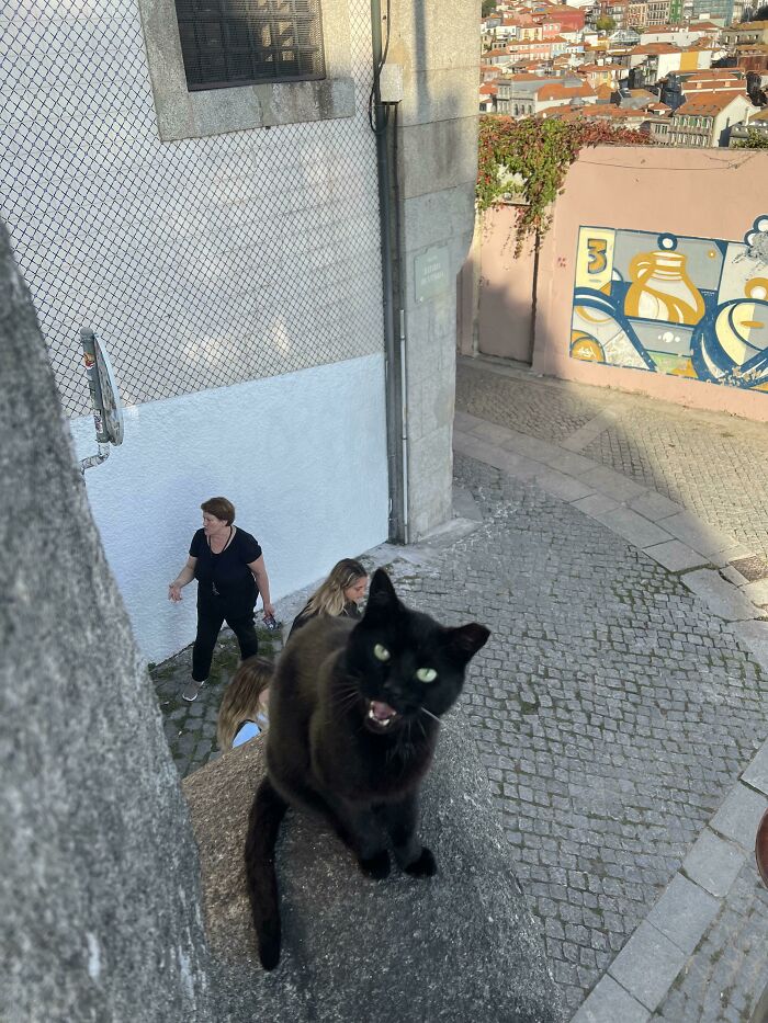 The Extremely Loud Portuguese Cat I Met In Porto