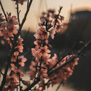 juliannabuckroff avatar