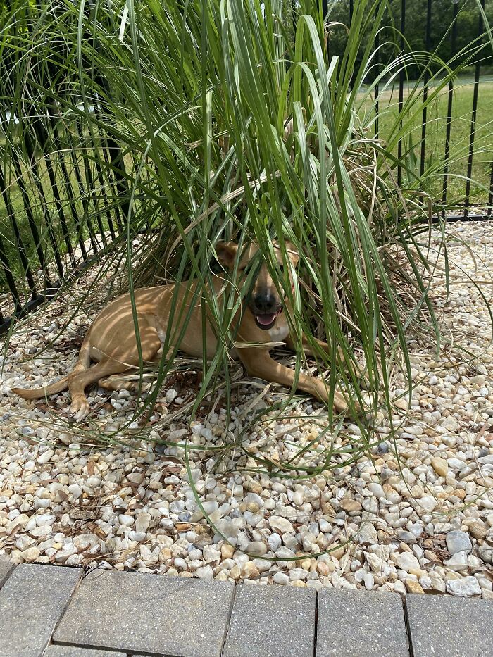 Shhh, She Thinks She’s Hiding. You Gotta Act Surprised When She Comes Out And Say “There You Are!” And She Will Do Happy Zooms