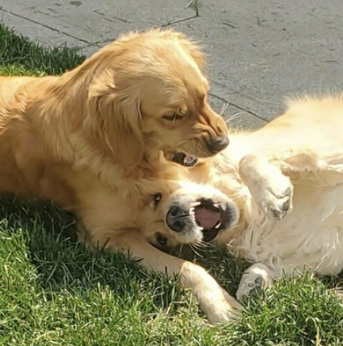 Chloe's Favorite Pastime Is Beating Up Henry. Henry's Favorite Pastime Is Being Beaten Up By Chloe