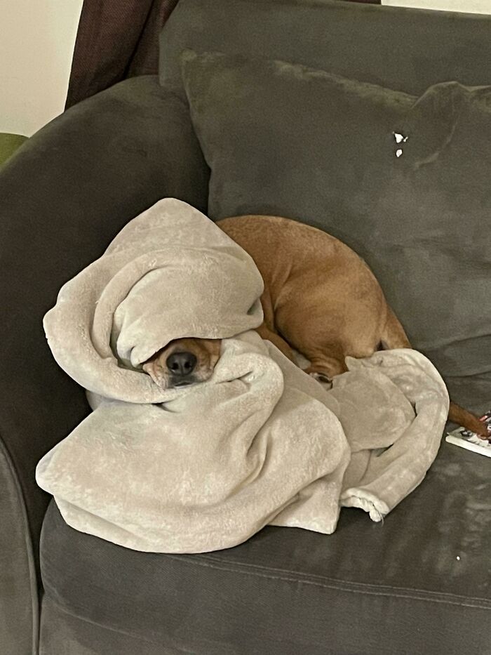 My Dog Thinks She Is Hidden