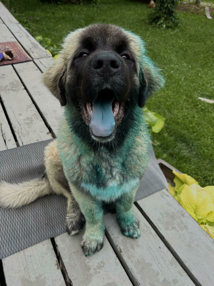 Someone Decided To Eat Our (Non-Toxic!!) Pond Dye