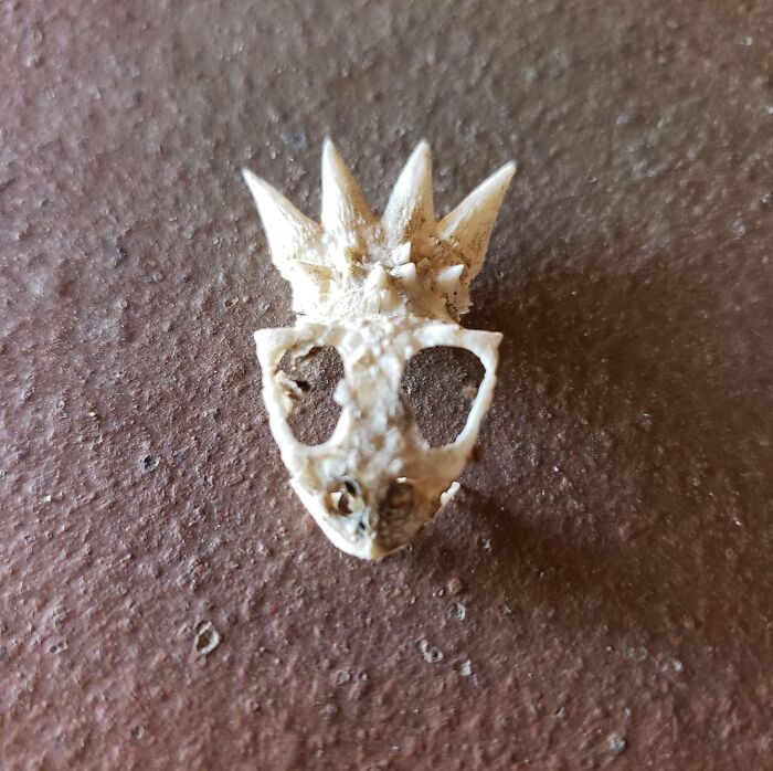 Found This Skull While Out Riding My Quad In The Arizona Desert Today