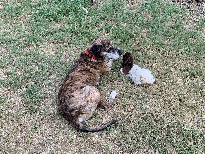 Our Senior Shelter Dog Rufus Adopted A Baby Goat Who’s Mama Didn’t Take Her