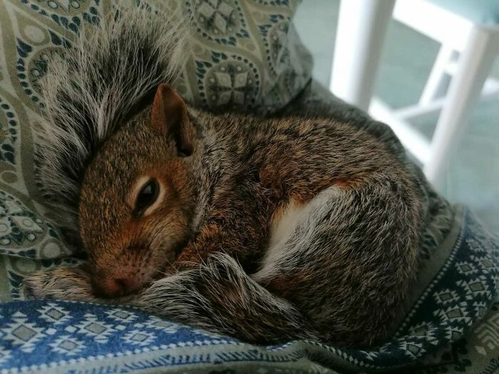 Rescued Squirrel (Named Cricio) Falling Asleep In My Mum's Lap (Oc)