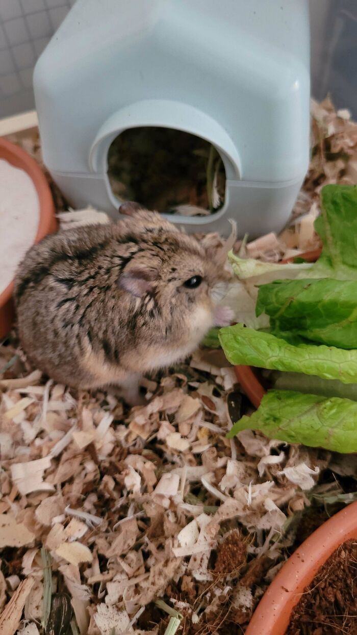 My First Hammy! I Adopted This Sweet Lady A Few Days Ago, She's About 1.5 Years Old. Say Hello To Mina :)