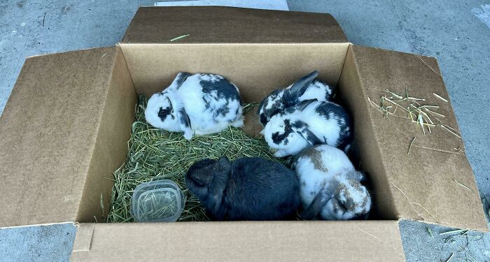 Someone Abandoned A Box Of Bunnies On A Wooded Trail Near My House. They Are Sweet As Honey. Love Being Held And Cuddled