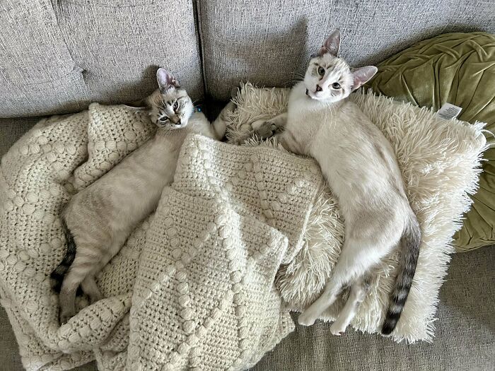 Last Year, My Kitty Passed Away, And This Community Was So Kind About It, So I Wanted To Share A Joyful Update. I Just Adopted Two Kittens, And I Love Them So Much. Meet Pearl And Grits. They Are Siamese And Tabby Mixes. They Love Play Time, The Shower Curtain, And Pets