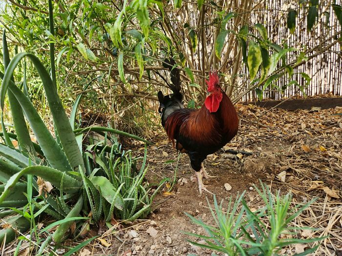 A Rooster "Adopted" Me. He "Ran Away" From Home (2 Houses Near Me) Because The Other Younger Rooster Beats Him Up. I'm Stuck With Him And Feel Sorry For Him And Want Him To Be Happy/Have A Nice Life