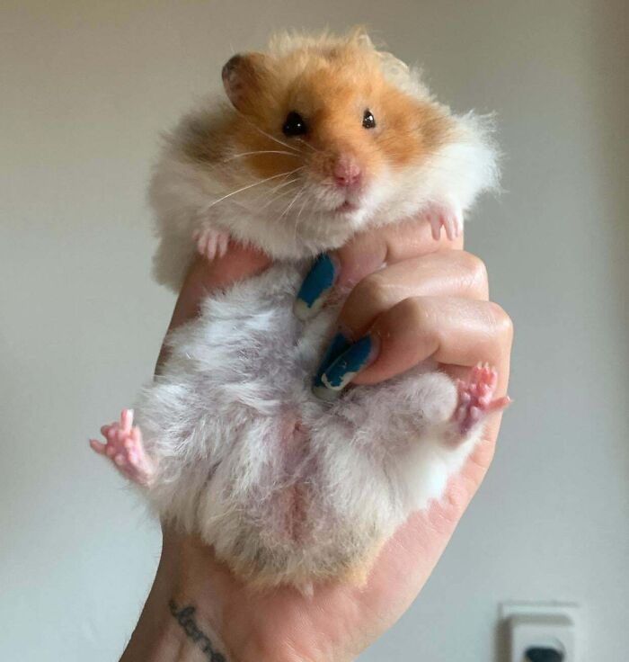 My Hammy Is Missing 2 Of His Toes. I Adopted This Hamster From A Woman Who Had Bought A Pregnant Hamster From The Store, And That's How My Hammy Was Born