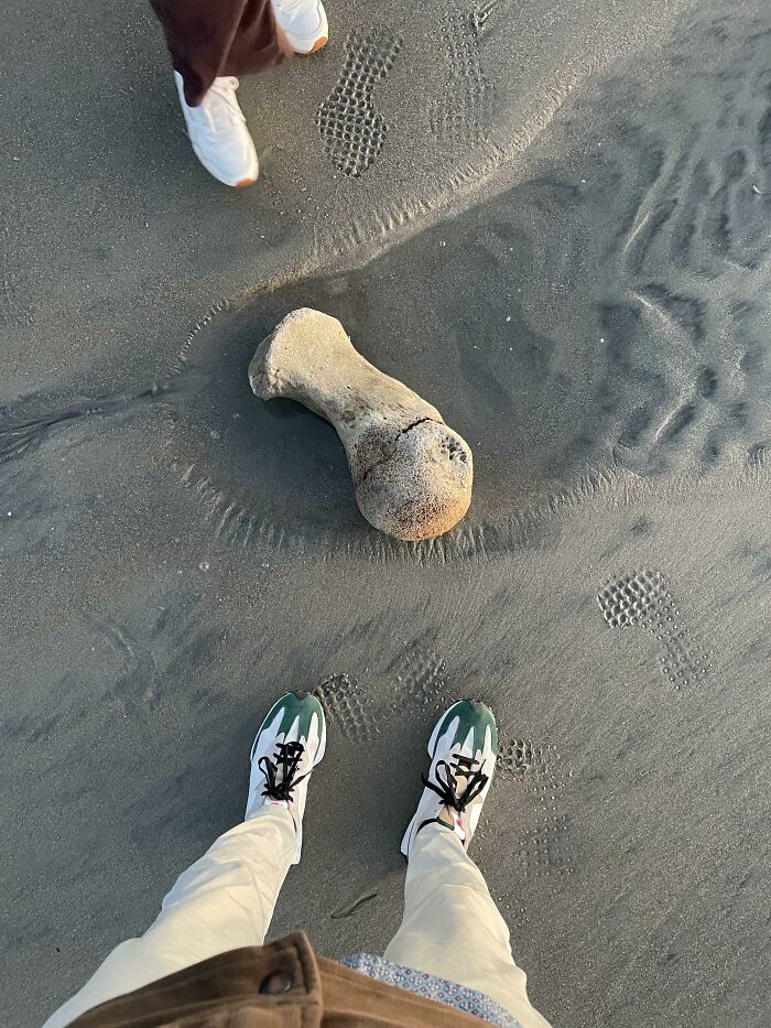 Found A Whale Bone On The Beach In San Diego