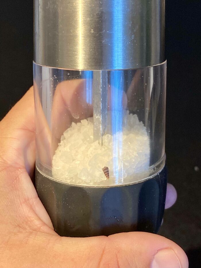 This Shell In My Sea Salt