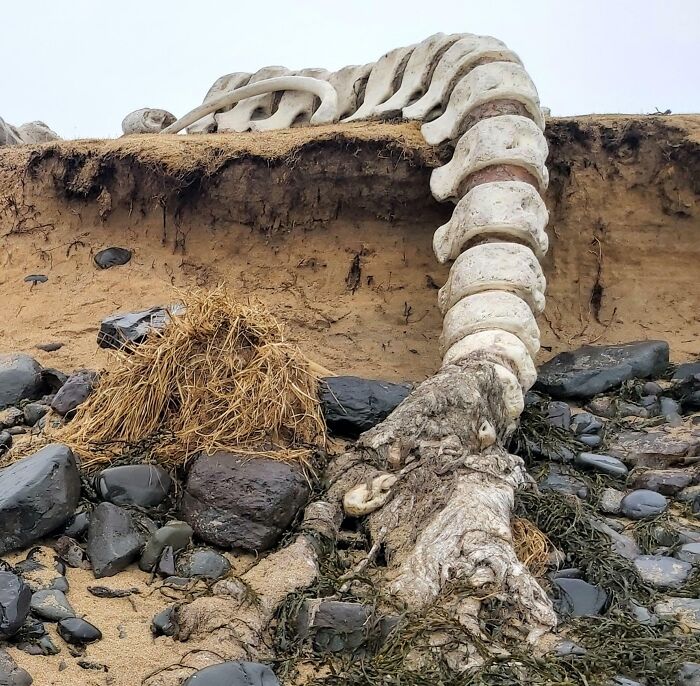 Whale Spine Found Lying On The Beach In Iceland