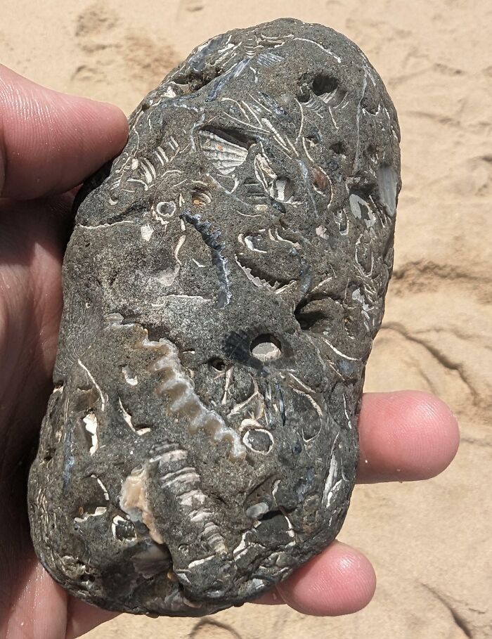 I Found This Fossil On A Beach In Portugal Near Lisbon
