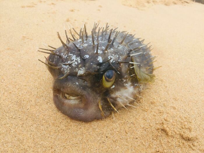 Weirdly Cute Pufferfish On Australian Beach