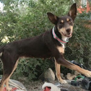 shirleygrothe avatar