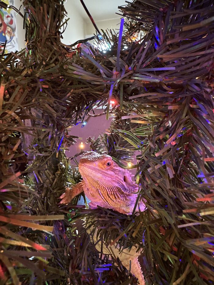 Our Beardie, Vaati Was Found In Our Christmas Tree Watching Us