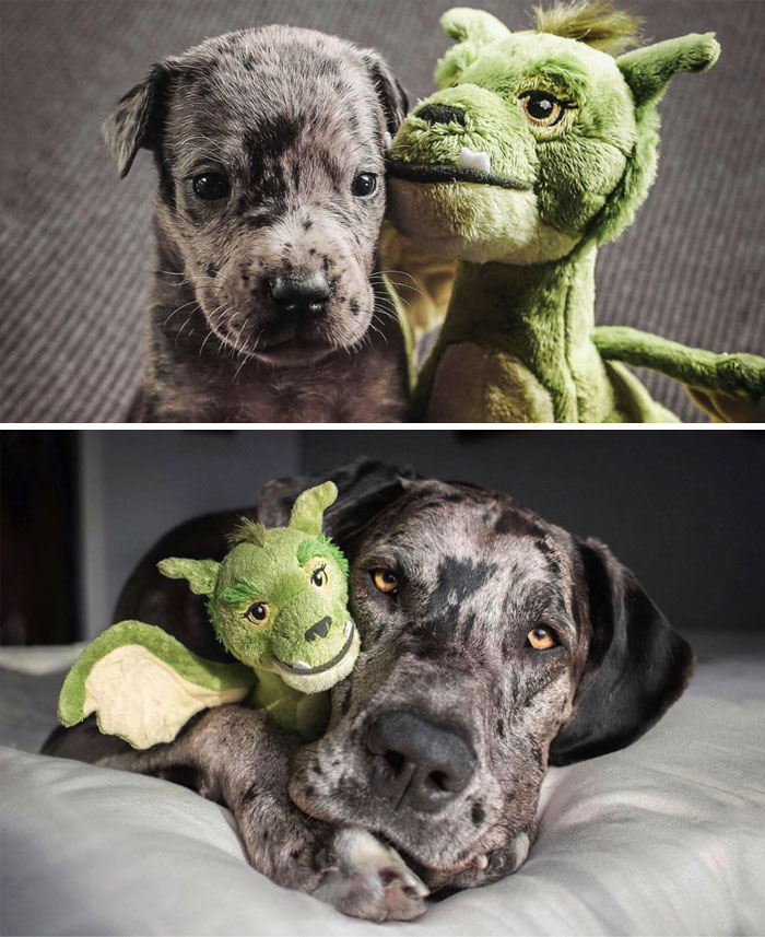 Elliot's Owner Shares What He Looked Like At 4 Weeks vs. Full Grown, With His Favorite Toy