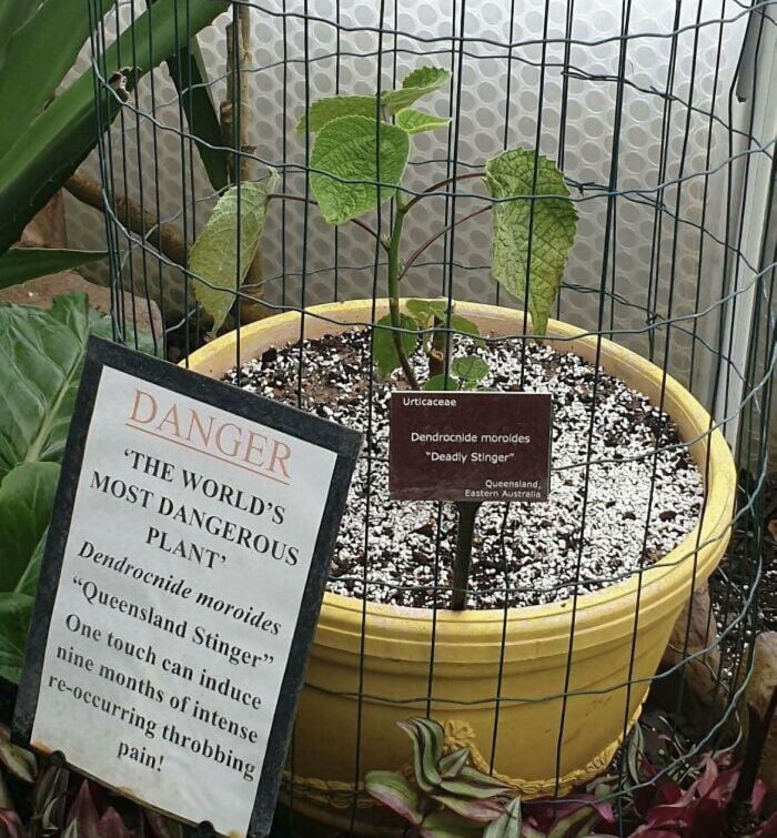 The Worlds Most Dangerous Plant