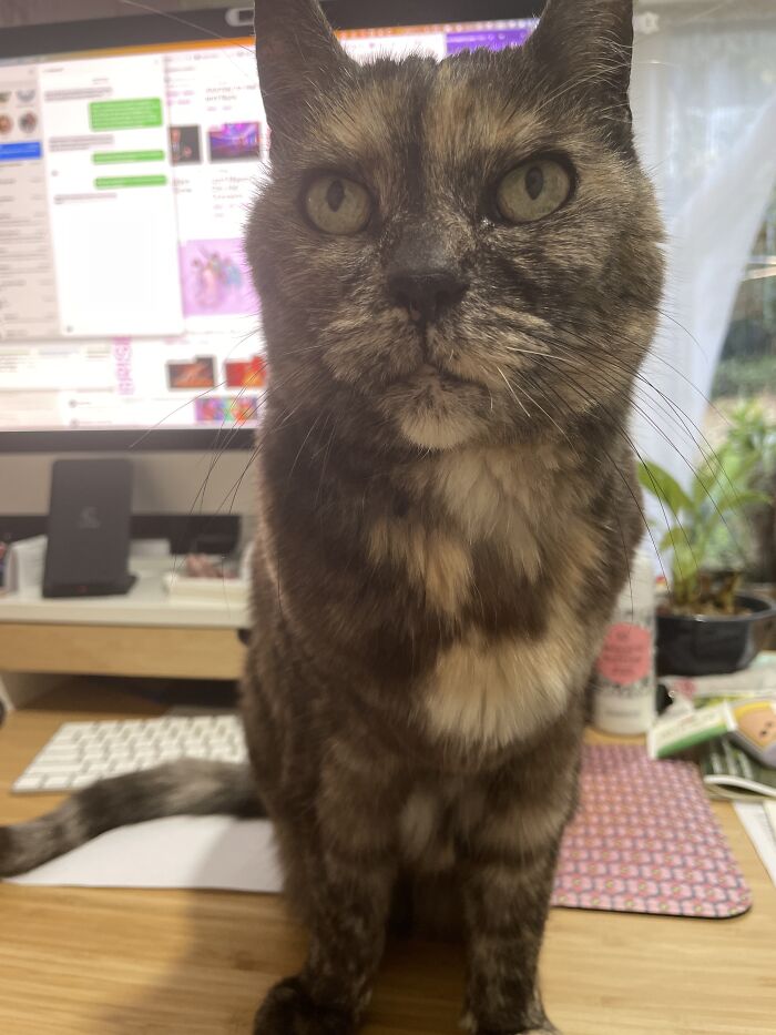This Is Maiya, She's A 15 Y.o. Tortoiseshell Who Loves Her Family Of Four Even If The Little Demon (My Brother) Is A Bit Too Loud. She Loves To Sit On My Mums Keyboard And Wait For Pats And She Can't Turn Down A Can Of Tuna