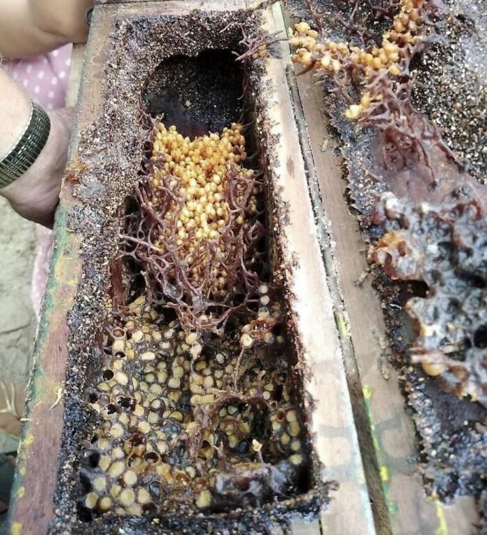 Vulture Bees Feed On Rotting Meat Instead Of Nectar And Their Honey Is Called Meat Honey. This Is Their Hive