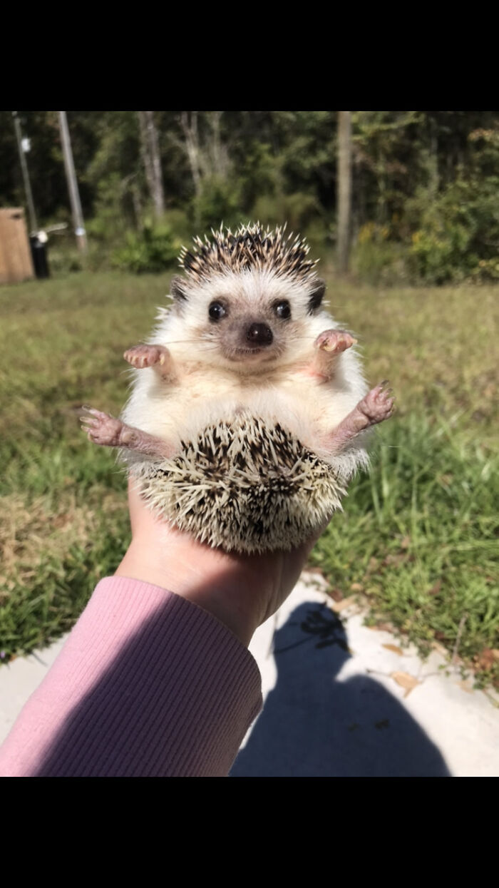 My Two Year Old Hedgehog Miracle