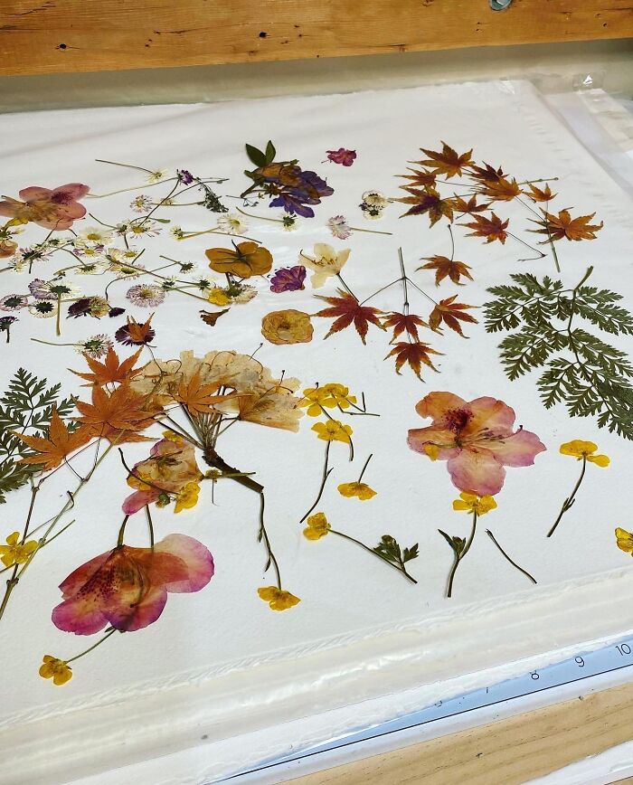 Pressed Flowers Collected By The Artist Ready To Be Used In Her Paintings
