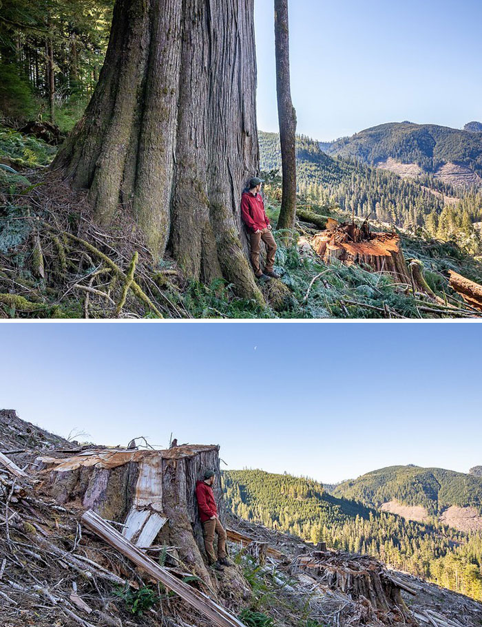 Before And After Images Of Giant Ancient Cedars Cut In The Caycuse Watershed In Ditidaht Territory On Southern Vancouver Island