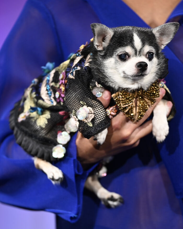 Anthony Rubio Nyfw: Bogie, A Chihuahua