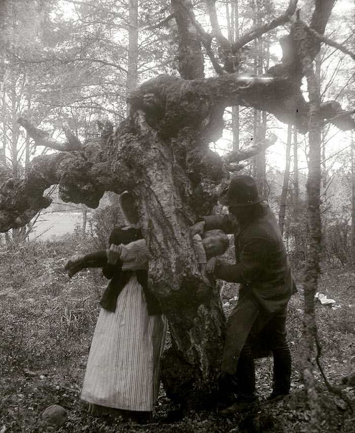 Parents Attempt To Heal A Child Suffering From Rickets By Dragging Him Through A Healing Tree. 1918