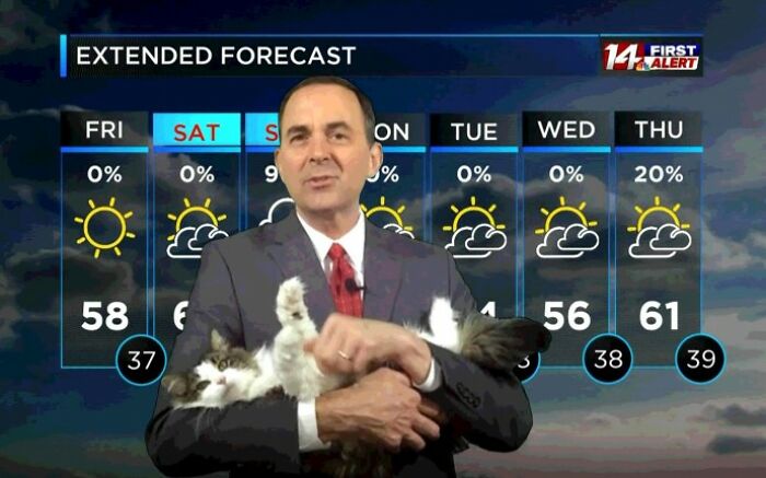 This Kitty Went Viral After Bombing Her Meteorologist Dad’s At-Home Forecast