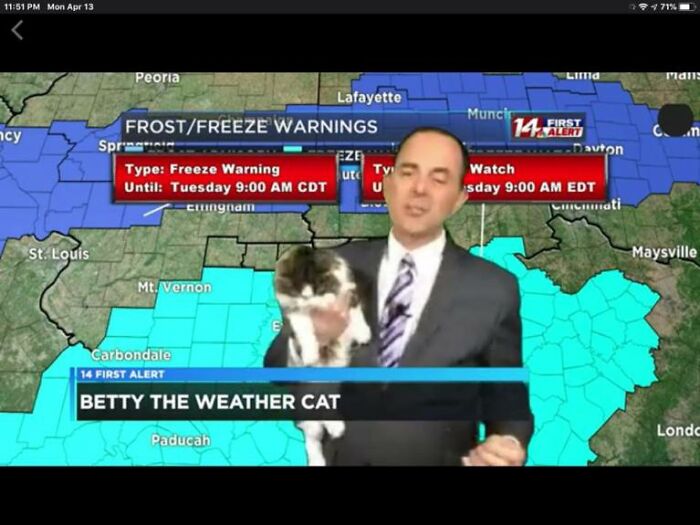 This Kitty Went Viral After Bombing Her Meteorologist Dad’s At-Home Forecast
