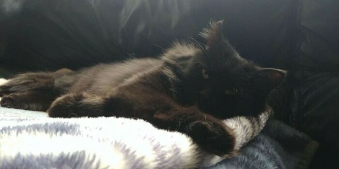 Stray Cat Mom Brings Her Babies To Meet The Woman Who Took Care Of Her Stray Cat Mom Brings Her Babies To Meet The Woman Who Took Care Of Her