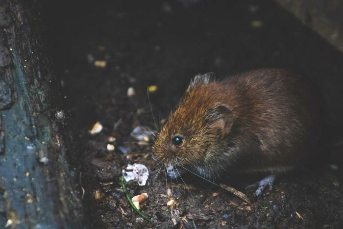 Brown rat
