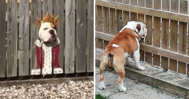 Bulldog Loves To Stick His Head Through The Fence, So His Owners Paint A Costume To Make Him The King Of The Stree
