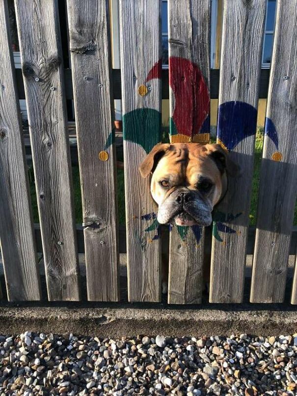 Bulldog Loves To Stick His Head Through The Fence, So His Owners Paint A Costume To Make Him The King Of The Stree Bulldog Loves To Stick His Head Through The Fence, So His Owners Paint A Costume To Make Him The King Of The Stree
