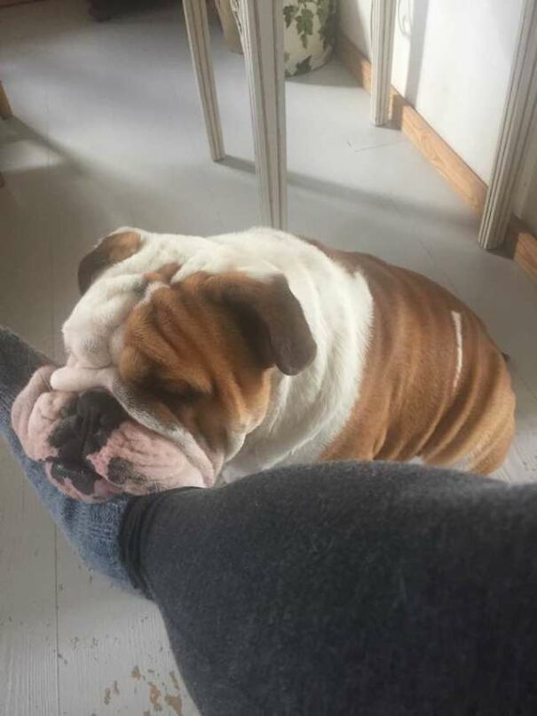 Bulldog Loves To Stick His Head Through The Fence, So His Owners Paint A Costume To Make Him The King Of The Stree Bulldog Loves To Stick His Head Through The Fence, So His Owners Paint A Costume To Make Him The King Of The Stree