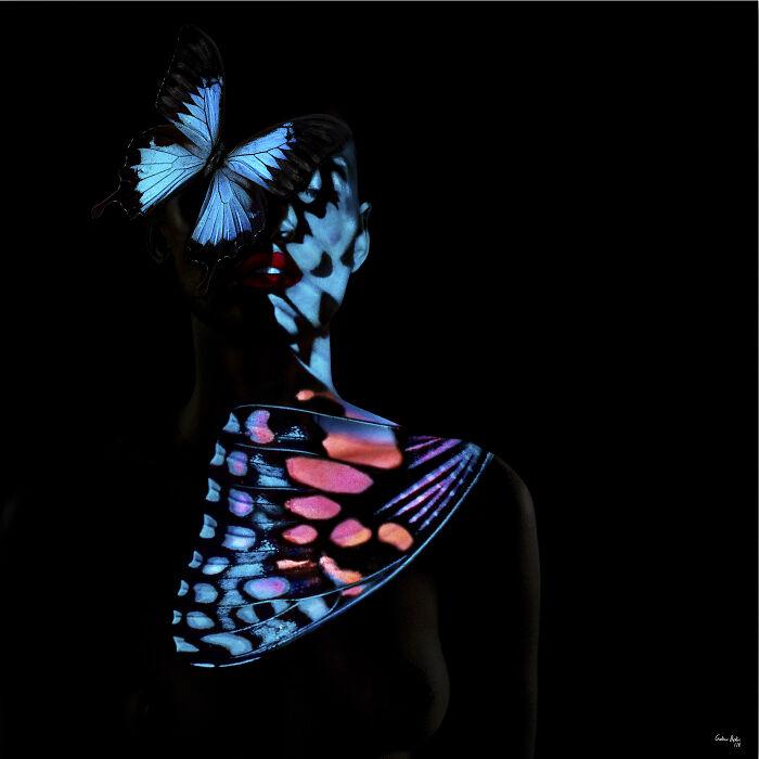 Butterfly B29, 2018