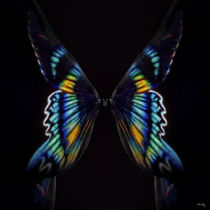 Butterfly B8, 2018