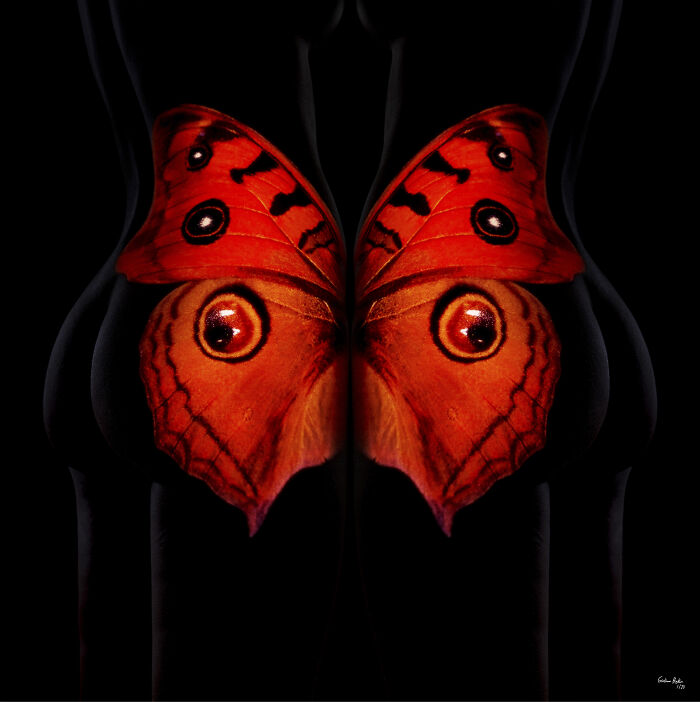 Butterfly B25, 2018