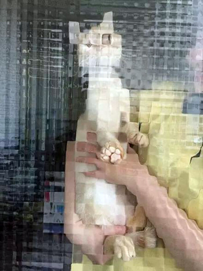 21 Funny Photos Of “Low-Resolution” Cats Behind Pixelated Glass Doors