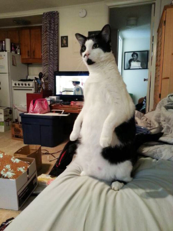 19 Funny Photos Proving That Cats Are Basically Just Feline Penguins