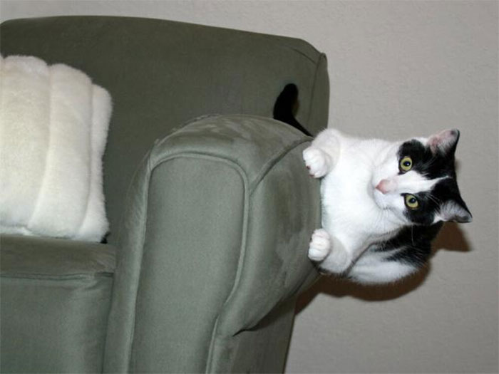 24 Cats Who Challenged The Laws Of Physics, And Won
