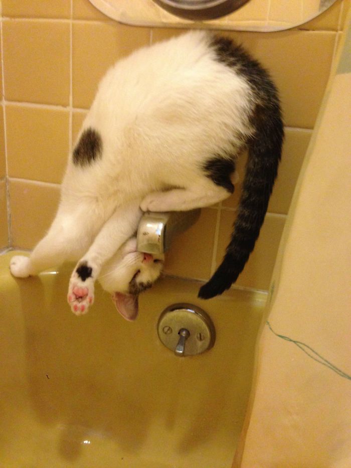 24 Cats Who Challenged The Laws Of Physics, And Won