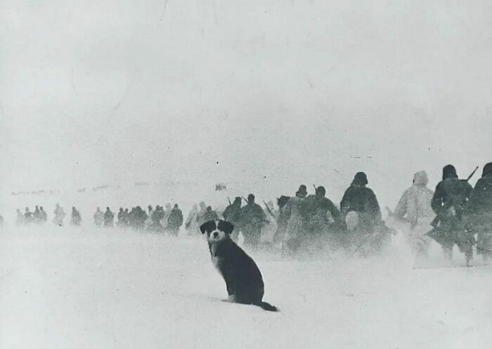 A Lone Dog Sits In Snow Next To A Column Of Retreating Italian Soldiers Near Stalingrad, Soviet Union, December 1942, World War II