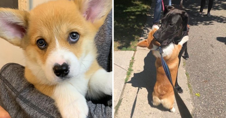 Meet Wallace, The Corgi With A Heart-Shaped Nose Who Loves To Hug All The Dogs He Meets