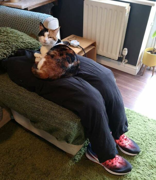 Couple Tricks Their Overly Clingy Cat By Making A Heated Fake Lap For Her To Sit On