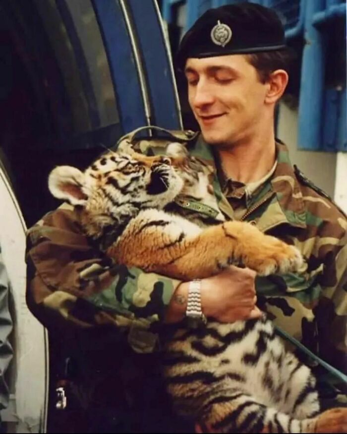 Soldier Of The 1st Mechanized Guard Brigade "Tigers" Of The Croatian Army, Posing With A Tiger Cub, The Unit's Mascot. 1991, Croatian Homeland War