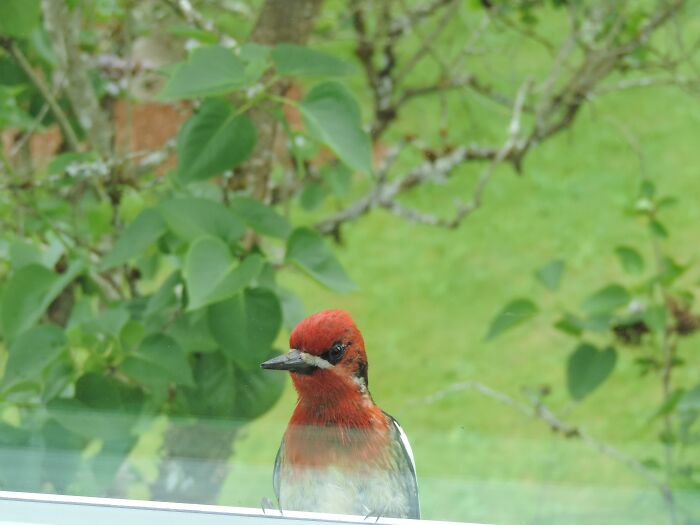 This Silly Woodpecker Peeking Into My Window