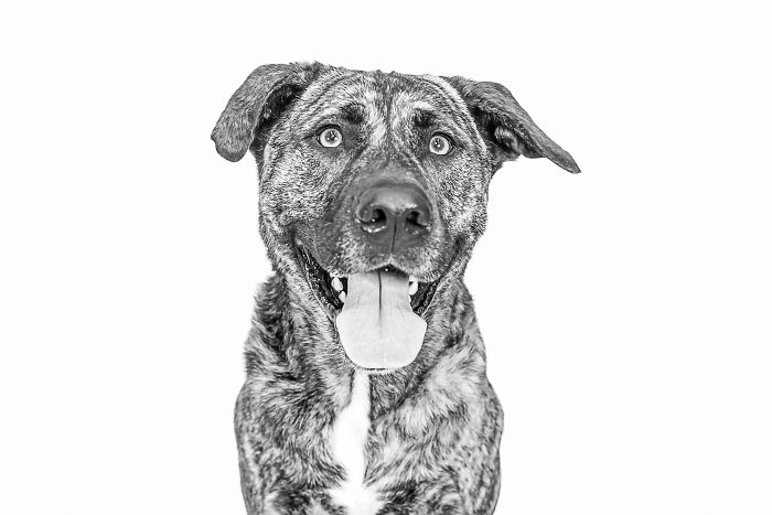 12 Monochromatic Dog Photos By Melissa Blake Photography In Central Florida To Make You Smile